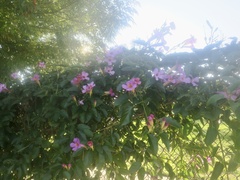 Amphilophium buccinatorium