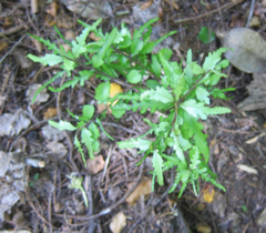 Elaeocarpus hookerianus