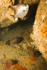 Meuschenia flavolineata