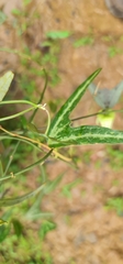 Passiflora sandrae image