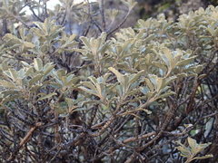 Brachyglottis monroi