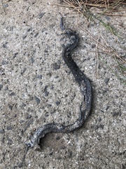 Gloydius ussuriensis