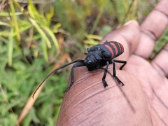 Ceroplesis capensis