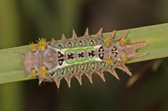 Doratifera oxleyi