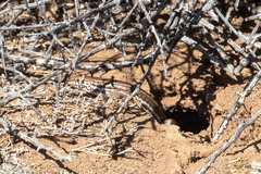 Trachylepis occidentalis