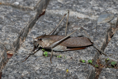 Mecopoda