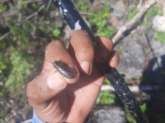 Chrysobothris basalis