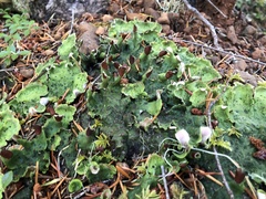 Peltigera britannica