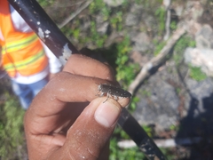 Chrysobothris basalis