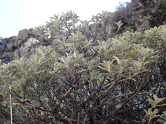 Brachyglottis monroi