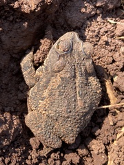 Incilius mazatlanensis