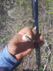 Chrysobothris basalis