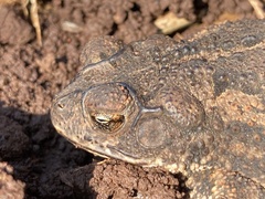 Incilius mazatlanensis