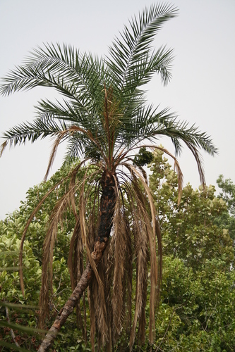 Reclining Date Palm