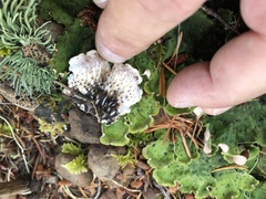 Peltigera britannica