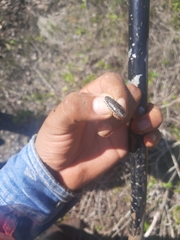 Chrysobothris basalis