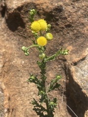 Nidorella pinnata