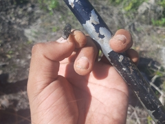 Chrysobothris basalis