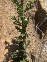 Nidorella pinnata