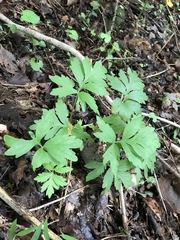 Hydrophyllum virginianum