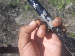 Chrysobothris basalis