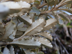 Brachyglottis monroi