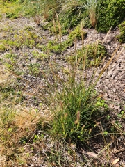 Austrostipa flavescens