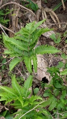 Pteris minor