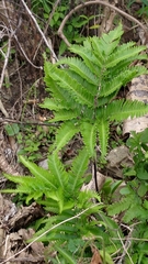 Pteris minor
