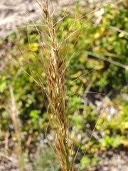 Austrostipa flavescens