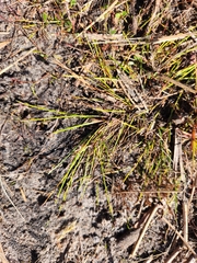 Isolepis inundata