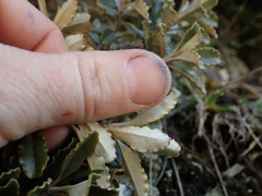 Brachyglottis monroi