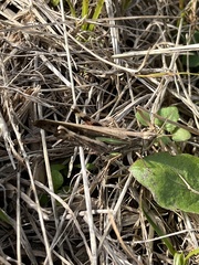 Aiolopus thalassinus tamulus