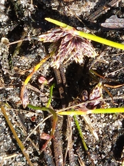 Isolepis inundata