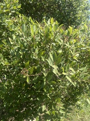 Syzygium legatii