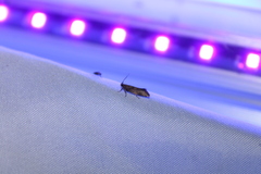 Tingena xanthomicta