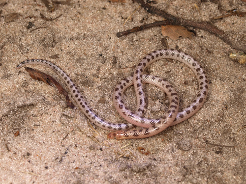Elongate Quill-snouted Snake
