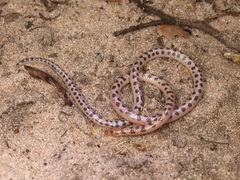 Elongate Quill-Snouted Snake photo 1