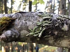 Hypogymnia enteromorpha