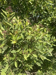 Syzygium legatii