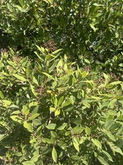 Syzygium legatii