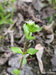 Stellaria media