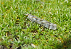 Orocrambus xanthogrammus