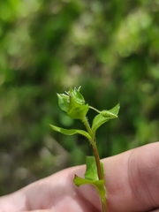 Stellaria media