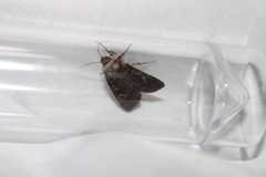 Proteuxoa tetronycha