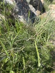 Asparagus laricinus