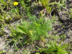 Tripleurospermum inodorum