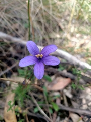 Cheiranthera linearis