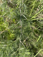 Asparagus laricinus