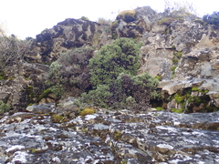 Brachyglottis monroi